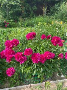 IMG_0288.jpeg