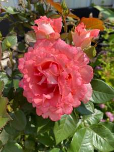 IMG_0296.jpeg