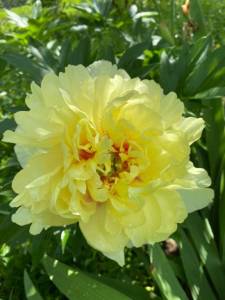 IMG_0308.jpeg