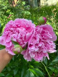 IMG_0310.jpeg