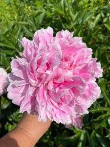 IMG_0313.jpeg