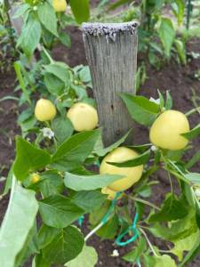 IMG_0320.jpeg