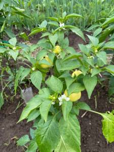 IMG_0322.jpeg