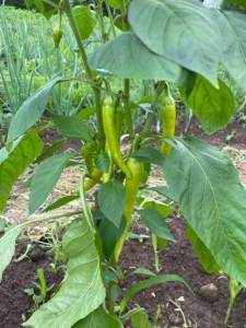 IMG_0323.jpeg