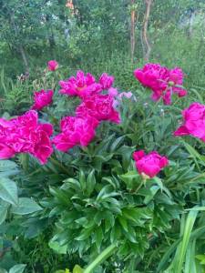 IMG_0329.jpeg