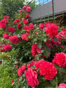 IMG_0332.jpeg
