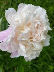 IMG_0339.jpeg