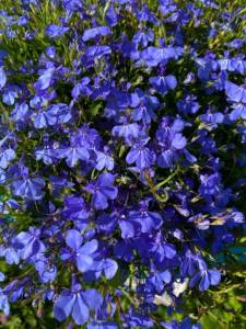 IMG_0350.jpeg