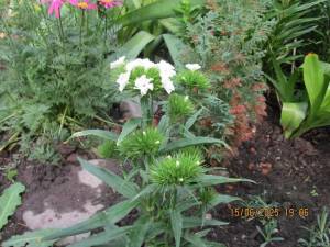 IMG_0739.thumb.JPG.bf725fe7db1bf7b95757ab2e465e4c73.JPG