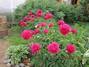 IMG_0741.thumb.JPG.ffb163a1367f824960b68ffdf64cc6aa.JPG