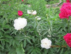 IMG_0742.thumb.JPG.04b2c3a59385617350b41185c519ab5b.JPG