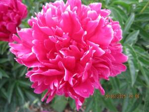 IMG_0743.thumb.JPG.db42a6e2911e01b97527851d61223e3c.JPG