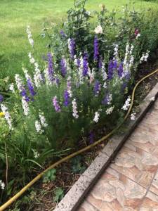 IMG_0864.jpeg