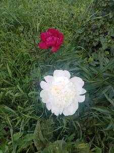 IMG_20240619_134233.jpg