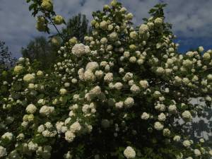 IMG_20250601_085526.thumb.jpg.ba2ad7c408b7de4a4a7d63f8be5163b4.jpg