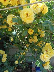 IMG_20250601_124326.jpg