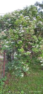 IMG_20250601_205740.jpg