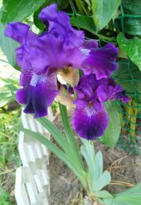 IMG_20250602_113945.jpg