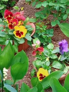 IMG_20250603_122450_181.jpg