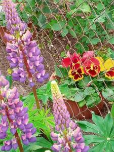 IMG_20250603_122513_146.jpg