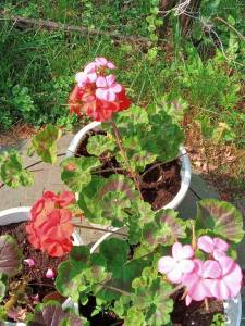 IMG_20250605_092815_627.jpg