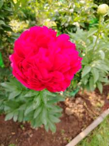 IMG_20250608_175638.thumb.jpg.cbc28935119dee5f5d4c75d7f0fce95a.jpg
