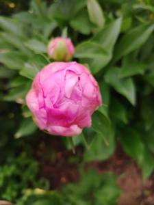 IMG_20250608_175720.thumb.jpg.fdc95ce19cf1bfbe12c4d535b0023ae3.jpg