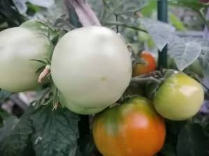 IMG_20250608_192002.jpg
