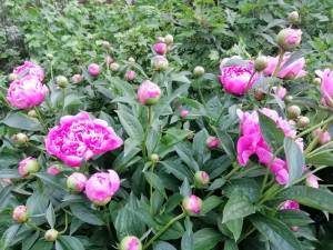 IMG_20250608_192236.jpg