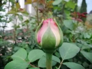 IMG_20250608_192806.jpg