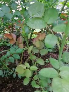 IMG_20250608_193041.jpg