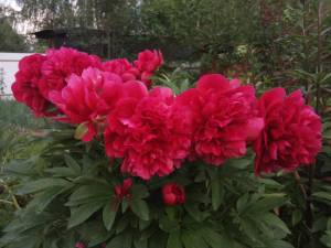 IMG_20250609_201614.thumb.jpg.e25346d59d1360d273ff46e51118ea07.jpg