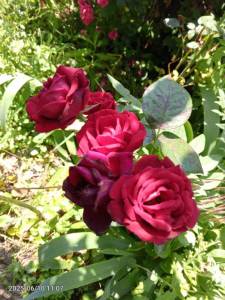 IMG_20250610_110735_661.jpg