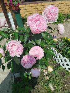 IMG_20250610_112829.jpg