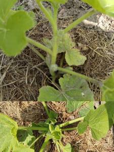IMG_20250610_145608.jpg
