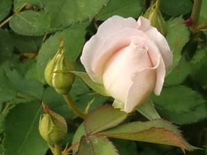IMG_20250611_173325.thumb.jpg.b646b7bba03e4837f9d20a20b1952b32.jpg