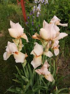 IMG_20250611_180425.thumb.jpg.fae1f8b416692ef8938f8d01f05ee9da.jpg