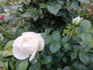 IMG_20250611_202135.jpg
