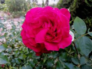 IMG_20250611_214946.jpg