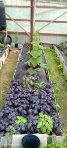 IMG_20250612_130104_256.thumb.jpg.a1208dad69c4c38e729856b41ae06fc4.jpg