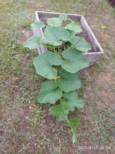IMG_20250612_165931.thumb.jpg.db39dde5aeeb6724aa812783adfbc63e.jpg