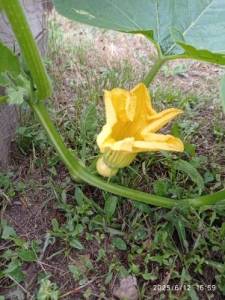 IMG_20250612_165935.thumb.jpg.b8c835e045b5d6f1efccef3467c2a52e.jpg