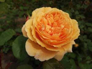 IMG_20250613_094703.thumb.jpg.4a582a7fe46b8bdf982e2c33c124c8c2.jpg