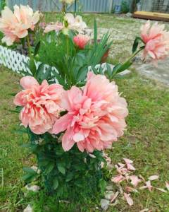 IMG_20250614_150809.jpg