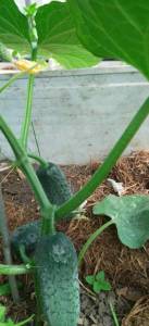 IMG_20250615_162811.jpg