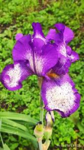 IMG_20250616_083421.thumb.jpg.c66c22dabe2dbc8ddea6d804eab019f5.jpg