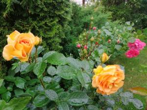IMG_20250616_195545_1.jpg