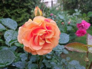 IMG_20250616_195555.jpg