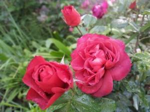 IMG_20250616_201052.jpg