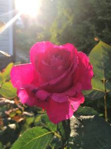 IMG_20250616_203758.jpg